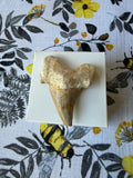 Sharks Teeth