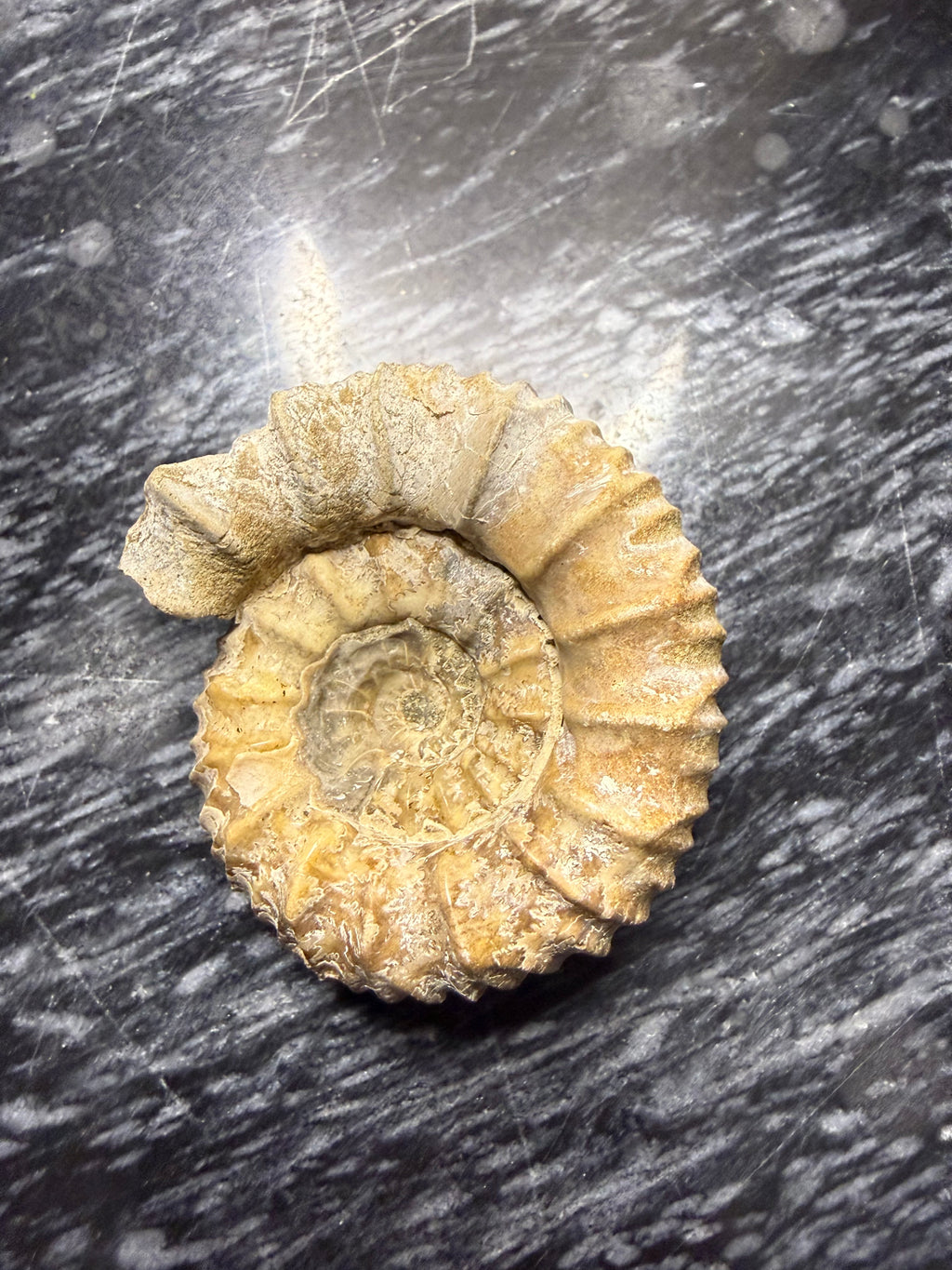 Ammonite Fossil