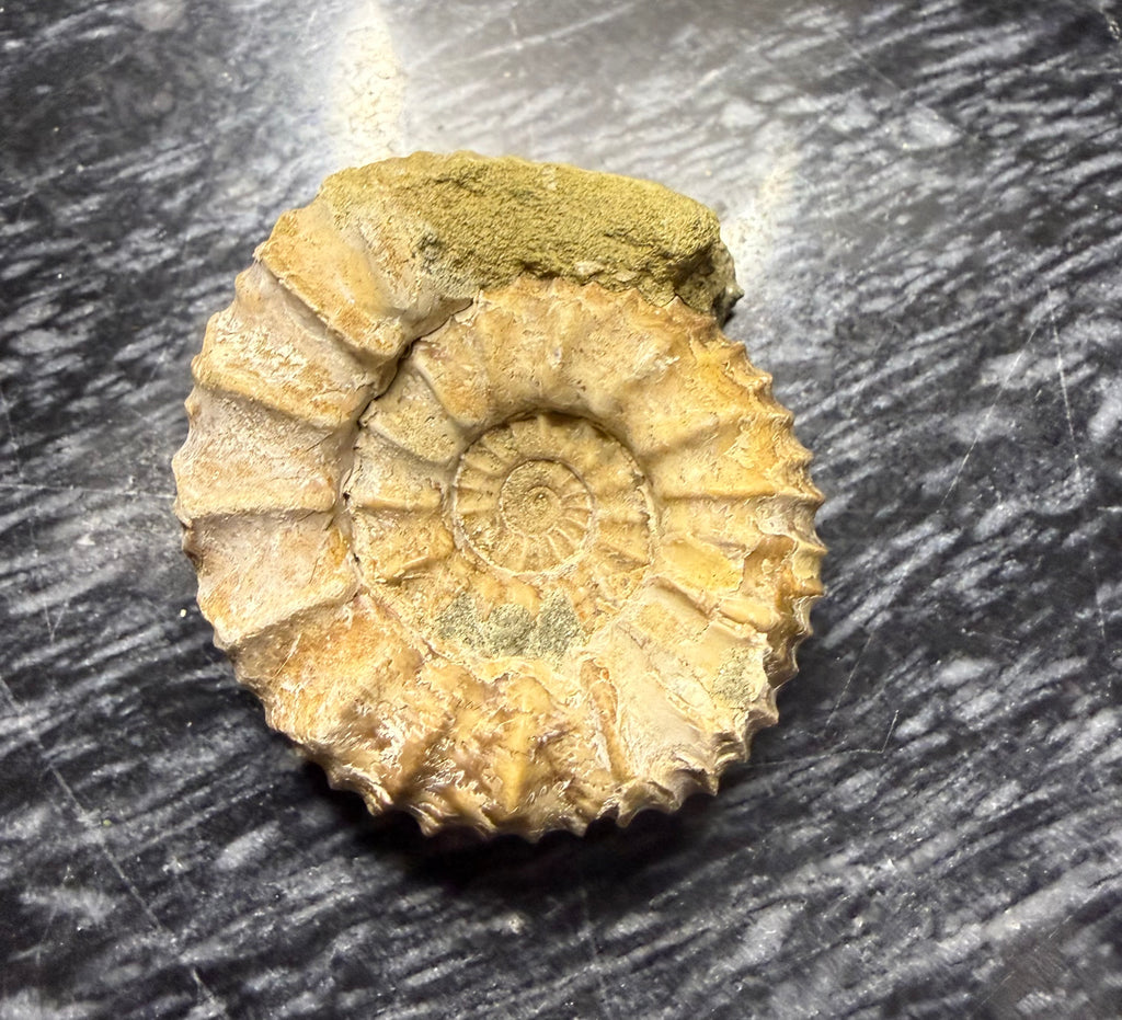 Ammonite Fossil