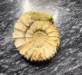 Ammonite Fossil